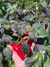 Load image into Gallery viewer, Ancho L Pinky (Pepper Seeds)(Variegated)