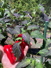 Load image into Gallery viewer, Ancho L Pinky (Pepper Seeds)(Variegated)