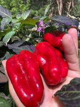 Load image into Gallery viewer, Ancho L Pinky (Pepper Seeds)(Variegated)