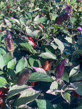 Load image into Gallery viewer, Tiger Jalapeño (Pepper Seeds)