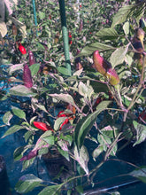 Load image into Gallery viewer, Tiger Jalapeño (Pepper Seeds)