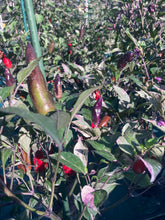 Load image into Gallery viewer, Tiger Jalapeño (Pepper Seeds)