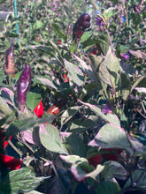 Load image into Gallery viewer, Tiger Jalapeño (Pepper Seeds)