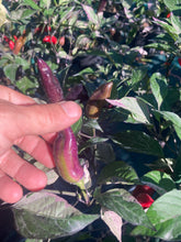 Load image into Gallery viewer, Tiger Jalapeño (Pepper Seeds)