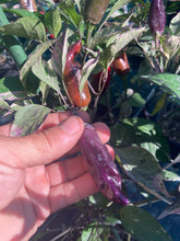 Load image into Gallery viewer, Tiger Jalapeño (Pepper Seeds)