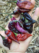 Load image into Gallery viewer, Pandora’s Box Pimenta Jolokia/PJ Mix (Pepper Seeds)