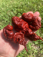 Load image into Gallery viewer, Primotalii Chocolate (Pepper Seeds)
