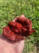 Load image into Gallery viewer, Primotalii Chocolate (Pepper Seeds)