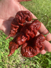 Load image into Gallery viewer, Primotalii Chocolate (Pepper Seeds)