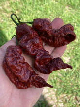 Load image into Gallery viewer, Primotalii Chocolate (Pepper Seeds)