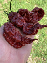 Load image into Gallery viewer, Primotalii Chocolate (Pepper Seeds)