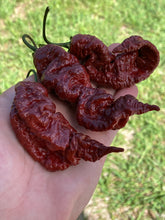 Load image into Gallery viewer, Primotalii Chocolate (Pepper Seeds)