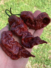 Load image into Gallery viewer, Primotalii Chocolate (Pepper Seeds)