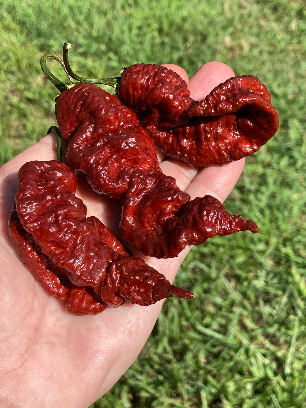 Primotalii Chocolate (Pepper Seeds)
