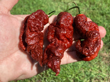 Load image into Gallery viewer, Primotalii Chocolate (Pepper Seeds)