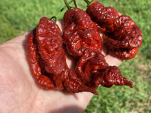 Load image into Gallery viewer, Primotalii Chocolate (Pepper Seeds)