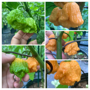 Douglah Orangy (Pepper Seeds)