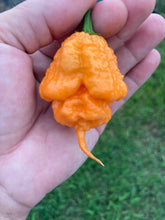 Load image into Gallery viewer, Inception (Douglah V2) (Pepper Seeds)