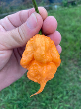 Load image into Gallery viewer, Inception (Douglah V2) (Pepper Seeds)