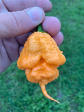 Load image into Gallery viewer, Inception (Douglah V2) (Pepper Seeds)