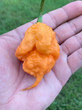 Load image into Gallery viewer, Inception (Douglah V2) (Pepper Seeds)