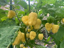 Load image into Gallery viewer, Kokomo Cream Bonnet (Pepper Seeds)
