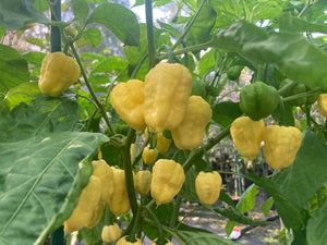 Kokomo Cream Bonnet (Pepper Seeds)