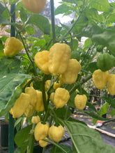 Load image into Gallery viewer, Kokomo Cream Bonnet (Pepper Seeds)