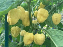 Load image into Gallery viewer, Kokomo Cream Bonnet (Pepper Seeds)