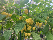 Load image into Gallery viewer, Kokomo Cream Bonnet (Pepper Seeds)