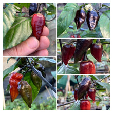 Load image into Gallery viewer, PJ Molten Ice (Pepper Seeds)