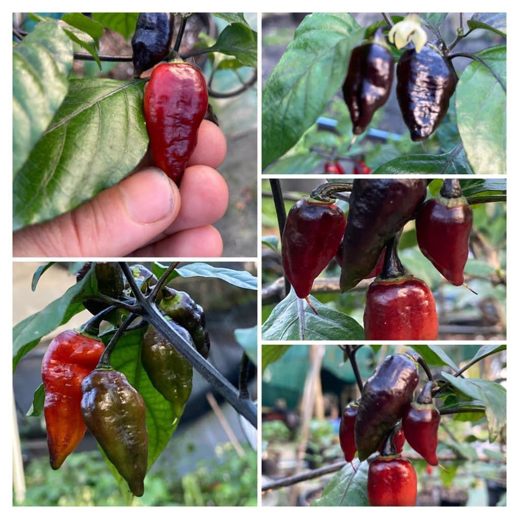PJ Molten Ice (Pepper Seeds)