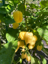 Load image into Gallery viewer, Kokomo Cream Bonnet (Pepper Seeds)