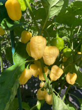 Load image into Gallery viewer, Kokomo Cream Bonnet (Pepper Seeds)