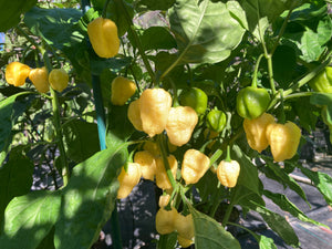 Kokomo Cream Bonnet (Pepper Seeds)