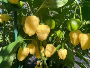 Kokomo Cream Bonnet (Pepper Seeds)