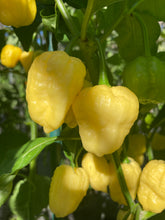 Load image into Gallery viewer, Kokomo Cream Bonnet (Pepper Seeds)
