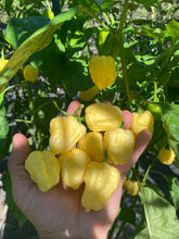 Load image into Gallery viewer, Kokomo Cream Bonnet (Pepper Seeds)