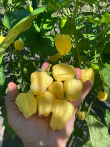 Kokomo Cream Bonnet (Pepper Seeds)