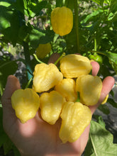 Load image into Gallery viewer, Kokomo Cream Bonnet (Pepper Seeds)