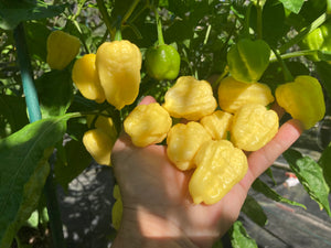 Kokomo Cream Bonnet (Pepper Seeds)