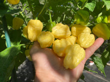 Load image into Gallery viewer, Kokomo Cream Bonnet (Pepper Seeds)