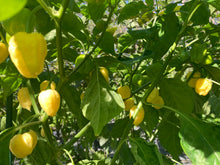 Load image into Gallery viewer, Kokomo Cream Bonnet (Pepper Seeds)