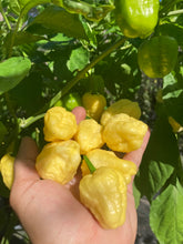 Load image into Gallery viewer, Kokomo Cream Bonnet (Pepper Seeds)