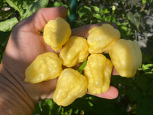 Load image into Gallery viewer, Kokomo Cream Bonnet (Pepper Seeds)