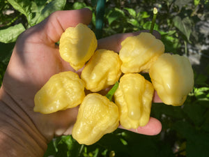 Kokomo Cream Bonnet (Pepper Seeds)