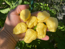 Load image into Gallery viewer, Kokomo Cream Bonnet (Pepper Seeds)