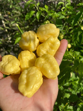 Load image into Gallery viewer, Kokomo Cream Bonnet (Pepper Seeds)
