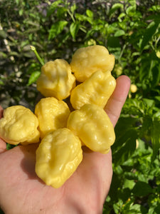 Kokomo Cream Bonnet (Pepper Seeds)