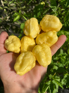 Kokomo Cream Bonnet (Pepper Seeds)